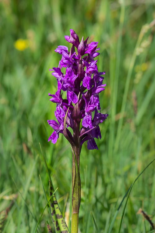 Nikon D7100 Example Image Nikon D7100 Example Image