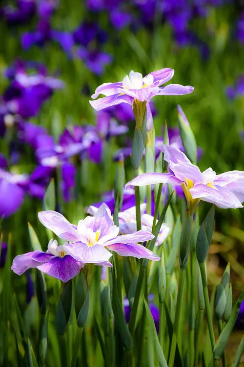 Nikon D5300 Example Image