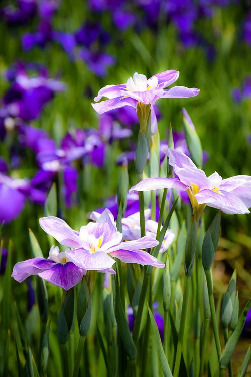 Nikon D5300 Example Image Nikon D5300 Example Image
